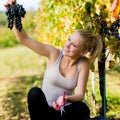 Beautiful young blonde woamn harvesting grapes in vineyard