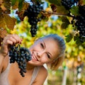 Beautiful young blonde woamn harvesting grapes in vineyard