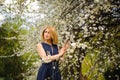 Beautiful young blonde woman in a blue dress standing near the white cherry blooming tree Royalty Free Stock Photo