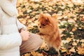 Beautiful young blonde woman playing with her dog in a park outdoors. Ginger pomeranian spitz in the golden autumn park Royalty Free Stock Photo