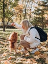 Beautiful young blonde woman playing with her dog in a park outdoors. Ginger pomeranian spitz in the golden autumn park Royalty Free Stock Photo