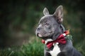 Beautiful young blue French Bulldog dog wearing seasonal Christmas collar with red bow tie Royalty Free Stock Photo