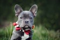 Beautiful young blue French Bulldog dog wearing seasonal Christmas collar with red bow tie Royalty Free Stock Photo