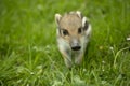 Young Boar Royalty Free Stock Photo