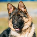 Beautiful Young Brown German Shepherd Puppy Dog Royalty Free Stock Photo