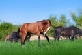 Beautiful young brown horse jumping Royalty Free Stock Photo