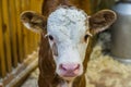 Beautiful, young, brown, little calf. Livestock. Breeding and care of livestock