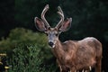 beautiful young buck deer at sunset during summer Royalty Free Stock Photo