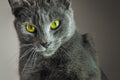 Beautiful young cat breed Russian blue portrait. Focus on cat eyes. Shallow depth of field. Royalty Free Stock Photo