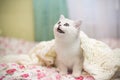 Beautiful young cat breed Scottish chinchilla straight