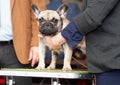 Beautiful young champion dog breed boston terrier  coloring while judging at the international dog show Royalty Free Stock Photo