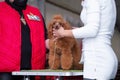 Beautiful young champion dog of breed dwarf poodle isolated coloring during judging at the international dog show Royalty Free Stock Photo
