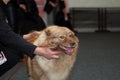 Beautiful young champion dog breed wolf spitz isolated coloring while judging at the international dog show Royalty Free Stock Photo