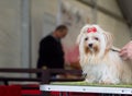 Beautiful young champion dog breed yorkshire terrier isolated coloring while judging at the international dog show Royalty Free Stock Photo