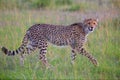 Beautiful young cheetah hunting at the masai mara Royalty Free Stock Photo