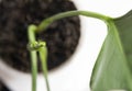 Beautiful young close leaf of monstera on light background. Top view.