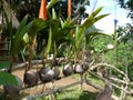 Beautiful young coconut plants grown directly from coconuts.