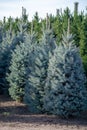 Beautiful young Colorado blue spruce growing on plantation, natural Christmas tree for Christmas holidays Royalty Free Stock Photo
