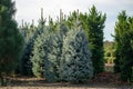 Beautiful young Colorado blue spruce growing on plantation, natural Christmas tree for Christmas holidays Royalty Free Stock Photo