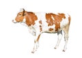 Beautiful young cow isolated on white background. Funny red and white spotted cow full length Royalty Free Stock Photo