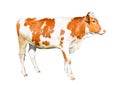 Beautiful young cow isolated on white background. Funny red and white spotted cow full length isolated Royalty Free Stock Photo