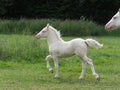 Cremello Foal