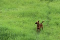 Beautiful young dark Brown Indian street dog native desi dog in green grass fields outdoors in wild