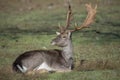 young deer with big horns lying to rest on the grass Royalty Free Stock Photo