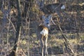 The Beautiful young deer in forest Cervidae Royalty Free Stock Photo