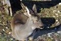 The Beautiful young deer in forest Cervidae Royalty Free Stock Photo