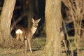 The Beautiful young deer in forest Cervidae Royalty Free Stock Photo