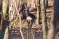 The Beautiful young deer in forest Cervidae Royalty Free Stock Photo