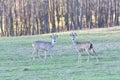 The Beautiful young deer in forest Cervidae Royalty Free Stock Photo