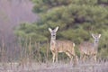 The Beautiful young deer in forest Cervidae Royalty Free Stock Photo