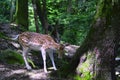 Beautiful young deer. He goes through the woods