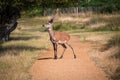 Beautiful young deer standning alone on the road