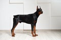 A beautiful young Doberman stands on a laminate floor against a white textured wall, side view, profile