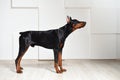 A beautiful young Doberman stands on a laminate floor against a white textured wall, side view, profile
