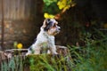 Beautiful young dog breed Yorkshire Terrier sitting outdoors in nature, forest at sunset