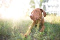 Young dog lying on the grass in the park. Breed of magyar vizsla lies in the grass in the park and looks to the side