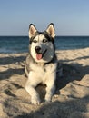 Beautiful young dog Malamute breeds on the ocean beach