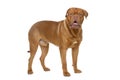 Beautiful bordeaux dogue dog Royalty Free Stock Photo