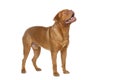 Beautiful bordeaux dogue dog Royalty Free Stock Photo