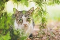 Beautiful young domestic cat is hiding in the shadow of the bush in the garden and look at the camera with worm sunlight. Royalty Free Stock Photo