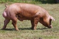 Beautiful young domestic pig breeding on animal farm Royalty Free Stock Photo
