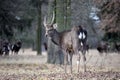 Beautiful  Young Dybowskii Deer in the Forest Winter Royalty Free Stock Photo