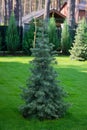 Beautiful young evergreen blue spruce Christmas tree in the home garden on the lawn. Landscaping Royalty Free Stock Photo