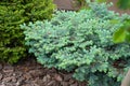 Beautiful young evergreen blue spruce in the home garden on the lawn. Landscaping Royalty Free Stock Photo