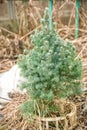 Beautiful young evergreen blue spruce in a home garden in spring. Landscape design Royalty Free Stock Photo