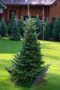 Beautiful young evergreen spruce Christmas tree in the home garden on the lawn. Landscaping Royalty Free Stock Photo